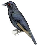 Brown-winged Starling Illustration