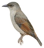 Rusty-winged Starling Illustration