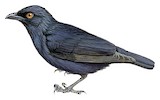 Striated Starling Illustration