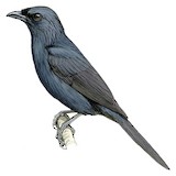 Moluccan Starling Illustration