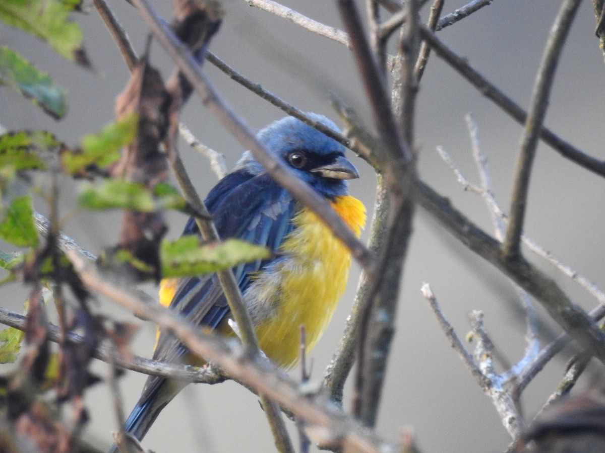 Blue-and-yellow Tanager - ML153520671