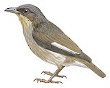 Polynesian Starling Illustration