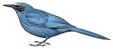 Blue Mockingbird Illustration