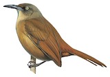 Brown Trembler Illustration