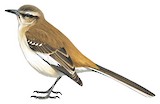 Brown-backed Mockingbird Illustration