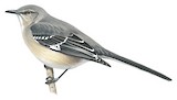 Northern Mockingbird Illustration