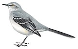 Tropical Mockingbird Illustration