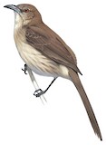 Socorro Mockingbird Illustration