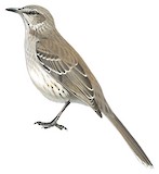 Bahama Mockingbird Illustration