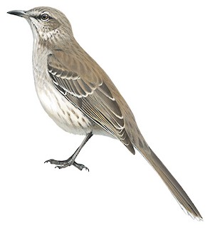 Mimus gundlachii gundlachii