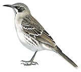 San Cristobal Mockingbird Illustration