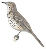 Sage Thrasher Illustration