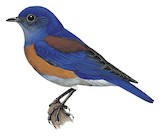 Western Bluebird Illustration