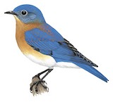 Eastern Bluebird Illustration