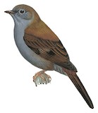 Andean Solitaire Illustration