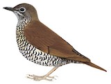 Himalayan Thrush Illustration