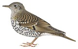 White's Thrush Illustration