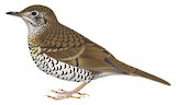 Russet-tailed Thrush Illustration