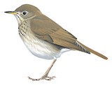 Bicknell's Thrush Illustration