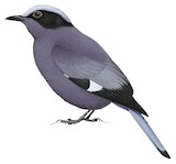 Purple Cochoa Illustration