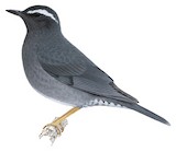 Siberian Thrush Illustration