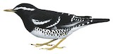 Pied Thrush Illustration