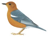 Orange-headed Thrush Illustration