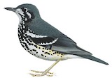 Ashy Thrush Illustration