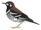 Red-backed Thrush Illustration