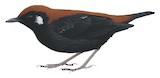 Red-and-black Thrush Illustration