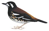 Chestnut-backed Thrush Illustration