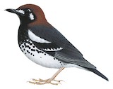 Chestnut-capped Thrush Illustration