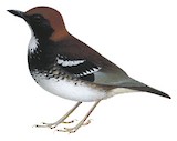 Enggano Thrush Illustration