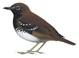 Buru Thrush Illustration