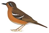 Orange Ground Thrush Illustration