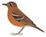 Oberländer's Ground Thrush Illustration