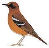 Crossley's Ground Thrush Illustration