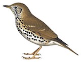 Chinese Thrush Illustration