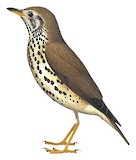 Ethiopian Thrush Illustration