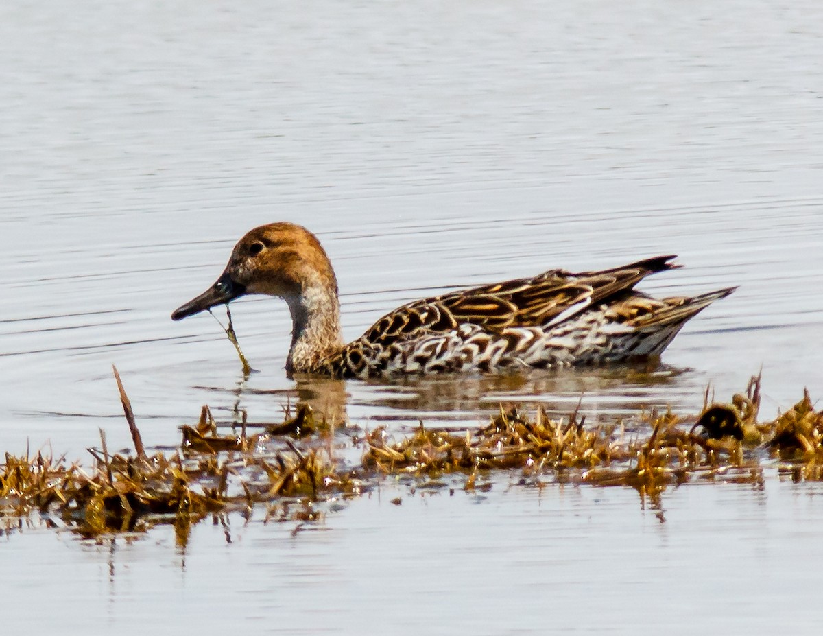 Northern Pintail - Donald Thompson