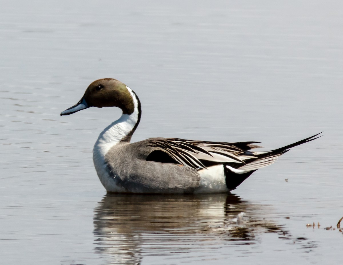 Northern Pintail - Donald Thompson