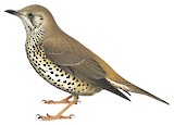 Mistle Thrush Illustration