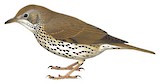 Song Thrush Illustration