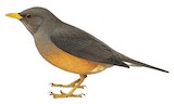 Abyssinian Thrush Illustration