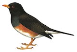 Taita Thrush Illustration