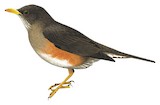 Usambara Thrush Illustration