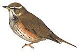 Redwing Illustration