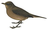 Mountain Thrush Illustration