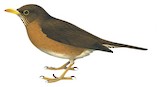 Lawrence's Thrush Illustration