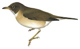 Dagua Thrush Illustration